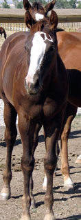 Aquire A Fire's 2008 Foal by Dash Ta Fame