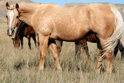 Aquire A Fire and her 2009 foal Evereddy by Red