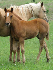 Aquire A Fire and her 2009 Foal by Red