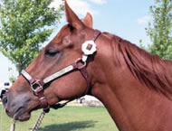 2004 Sorrel Mare by Red TB