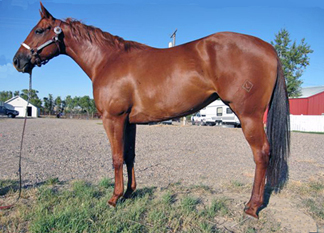 2004 Sorrel Mare by Red TB