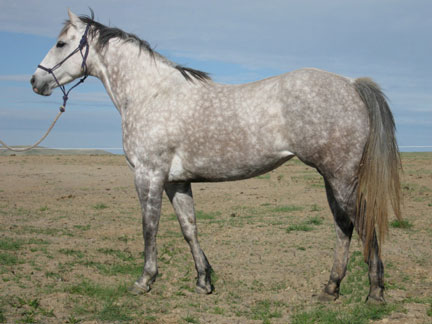2001 Gray Mare by Takin On The Cash