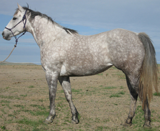 2001 Gray Mare by Takin On The Cash