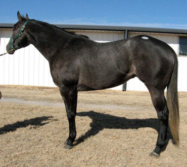 Aquire A Fire and her 2009 foal Evereddy by Red