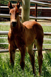 2009 bay filly by Hercs Midnite Roost out of Enough Dynamite