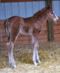 Sorrel Colt by Red x Enough Dynamite