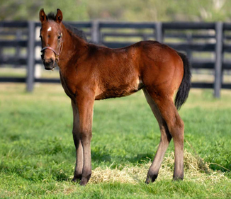 2008 Filly by Hawkish x Rubiate by Red TB