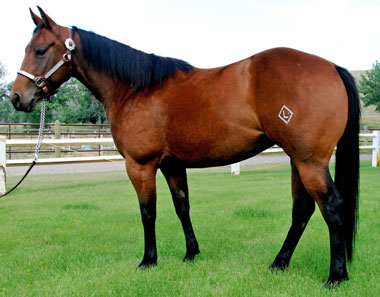 2007 Filly By Lots Of Acres