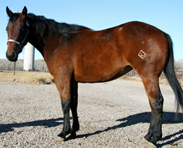 2007 Filly By Lots Of Acres