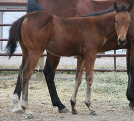 2009 Bay Filly by Red out Koak born June 6.