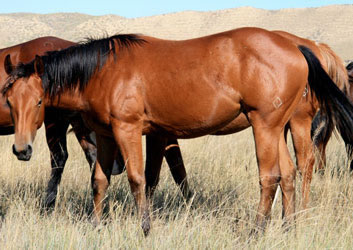 2009 Bay Filly by Red