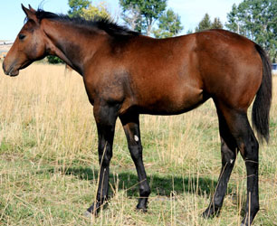 2010 Filly by Red x JL Sabina