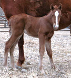 Sorrel Filly by JL Sirocco x Debs Affair