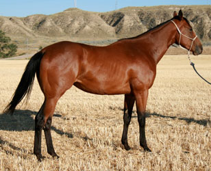 Bay Gelding by Dash Ta Fame
