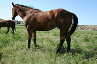 2006 Bay Gelding by Dash Ta Fame