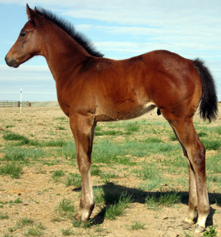 2008 Bay Colt by Bully Bullion