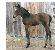 2005 Bay Filly by Dash Ta Fame