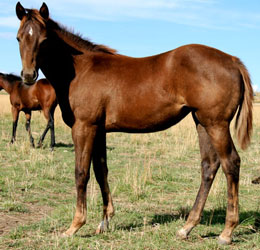 2010 Sorrel Filly by Red x Nicks Nickita by Dr Nick Bar