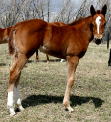 2009 Sorrel Filly by Red