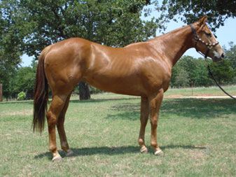 Sorrel Filly by Dash Ta Fame