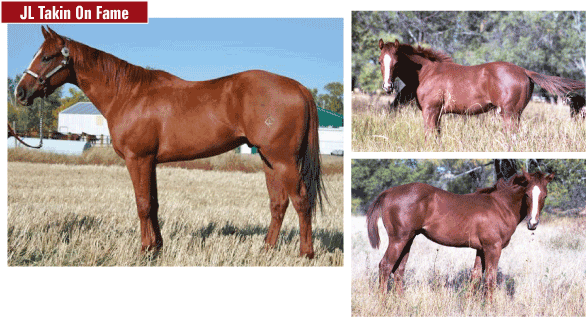 2006 Sorrel Gelding by Dash Ta Fame
