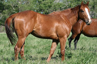 2006 Sorrel Gelding by Dash Ta Fame