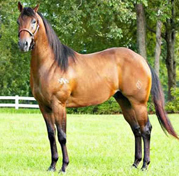 He's the most beautiful horse I've ever seen or owned!