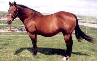 1984 Bay Mare by Docs Oak