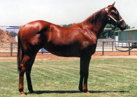 2006 Sorrel Filly by Corona Cocktail