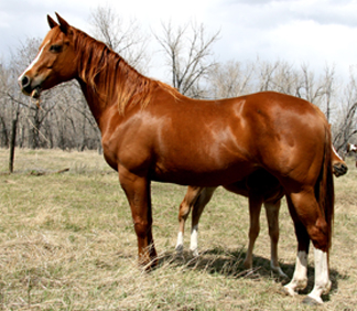 2001 Sorrel Mare by Dr Nick Bar