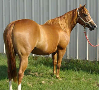 2001 Sorrel Mare by Dr Nick Bar
