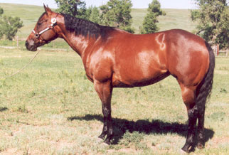 1994 Bay Mare by Maskrullah TB