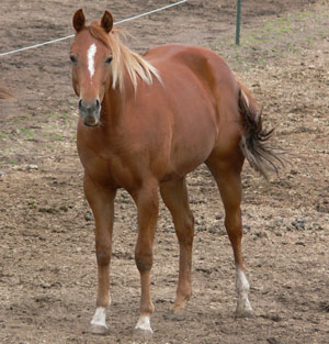 2009 Sorrel Colt by Red out of Smart Little Lena/Doc Tom Tucker Mare owned by Bill Gilbert and Kathy Grimes
