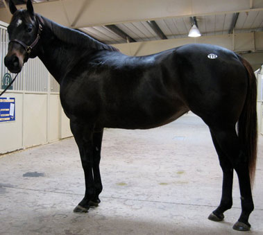 Aquire A Fire and her 2009 foal Evereddy by Red