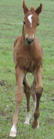Redbug by Red out of a Shawne Bug mare