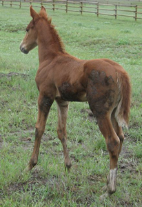 Redbug by Red out of a Shawne Bug Mare