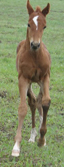 Redbug by Red out of a Shawne Bug Mare