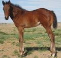2008 Bay Colt by Bully Bullion out of Cut No Slack by Red