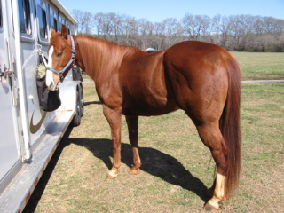 5-year-old gelding by Red x Million Dollar Cash by First Down Dash