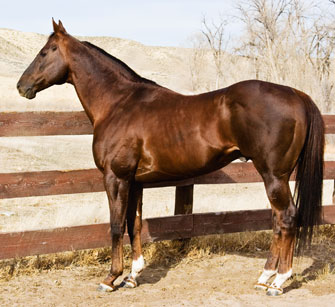 Red 1994 TB Chestnut Stallion $469,399 LTE