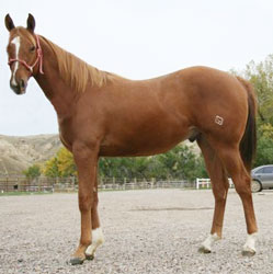 Sorrel Gelding by Red