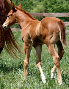 2009 Sorrel Colt by Red out of River Full of Cash