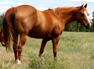2001 Sorrel Mare by Miss N Cash