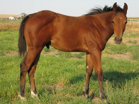 2007 Bay Gelding by Takin On The Cash
