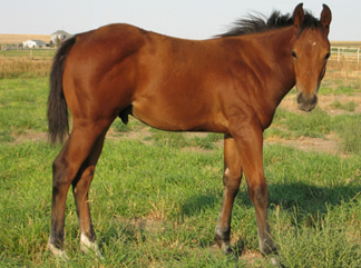2007 Bay Gelding by Takin On The Cash
