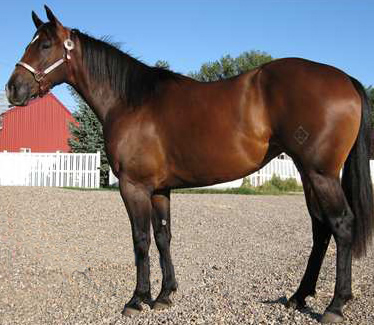 Bay Filly by Dash Ta Fame