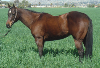 1996 Bay Mare by Band Of Azure