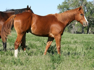 Flashy Dash Ta Fame Colt
