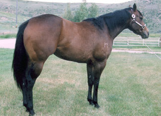 1998 Brown Mare by Band Of Azure