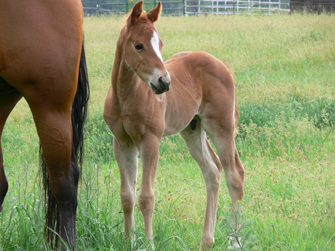 2009 Sorrel Colt by Red out of Smart Little Lena/Doc Tom Tucker Mare owned by Bill Gilbert and Kathy Grimes